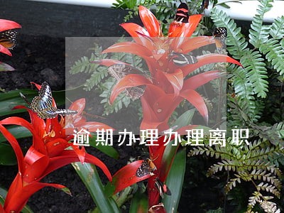 逾期办理办理离职 逾期办理办理离职