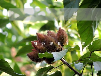 逾期办理哪个信用卡 逾期办理哪个信用卡