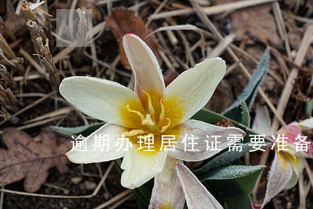 逾期办理居住证需要准备什么 逾期办理居住证需要准备什么