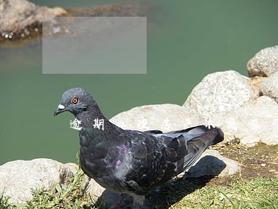 逾期办理房产本是否可以解除合同 逾期办理房产本是否可以解除合同