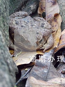 逾期办理房产证怎么赔付 逾期办理房产证怎么赔付