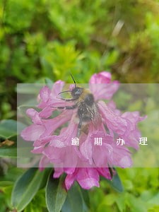 逾期办理房产证指导意见 逾期办理房产证指导意见