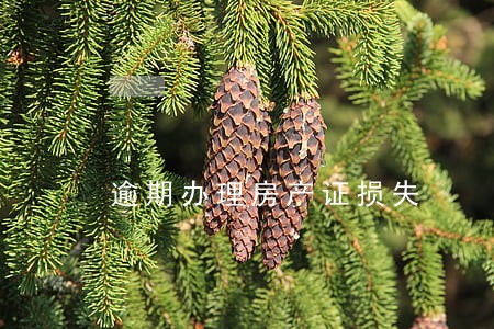 逾期办理房产证损失 逾期办理房产证损失