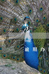 逾期办理房产证条款规定 逾期办理房产证条款规定
