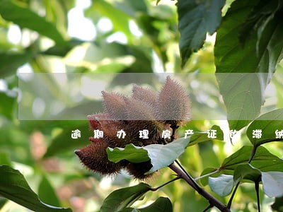 逾期办理房产证的滞纳金由谁承担