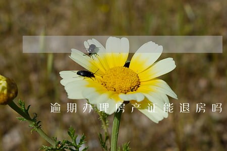 逾期办理房产证能退房吗 逾期办理房产证能退房吗