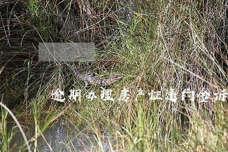 逾期办理房产证违约金诉讼费