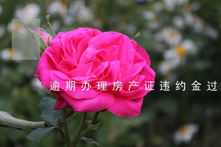 逾期办理房产证违约金过少 逾期办理房产证违约金过少