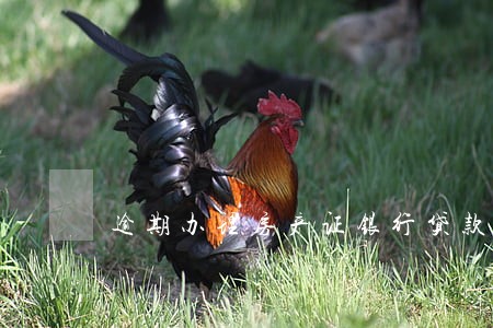 逾期办理房产证银行贷款吗 逾期办理房产证银行贷款吗