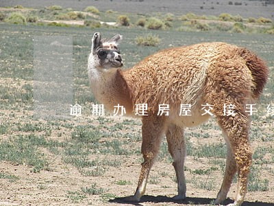 逾期办理房屋交接手续滞纳金 逾期办理房屋交接手续滞纳金