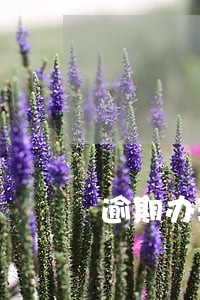 逾期办理房照违约金 逾期办理房照违约金