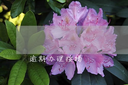 逾期办理按揭