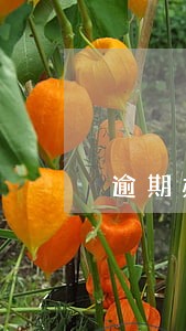 逾期办理机动车检验