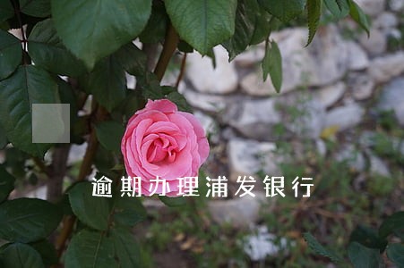 逾期办理浦发银行
