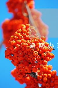 逾期办理缴费不影响参保人员 逾期办理缴费不影响参保人员