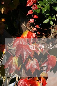 逾期办证只负百元违约金 逾期办证只负百元违约金