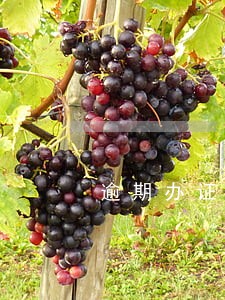 逾期办证开发商胜诉案例