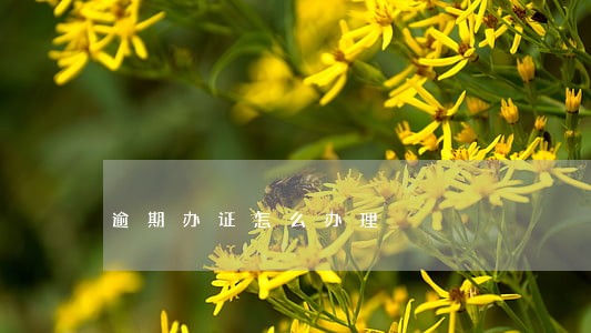 逾期办证怎么办理 逾期办证怎么办理