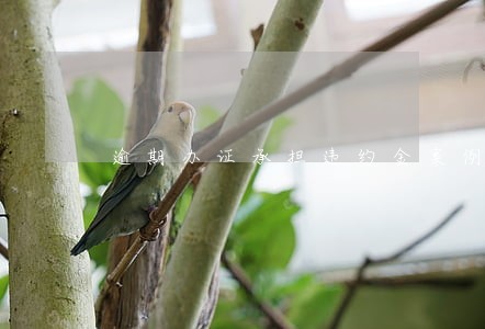 逾期办证承担违约金案例 逾期办证承担违约金案例