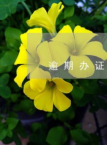 逾期办证损失如何证明 逾期办证损失如何证明
