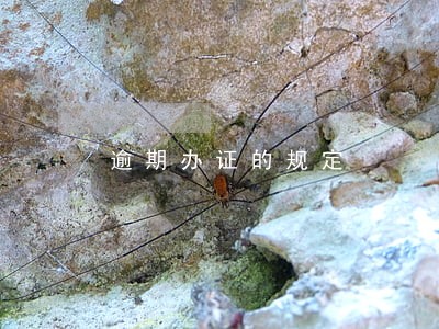 逾期办证的规定 逾期办证的规定