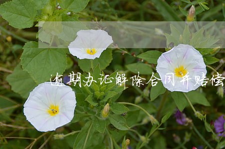 逾期办证解除合同并赔偿损失 逾期办证解除合同并赔偿损失