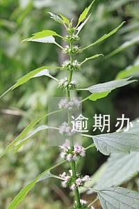 逾期办证解除权一年内行使的案例 逾期办证解除权一年内行使的案例