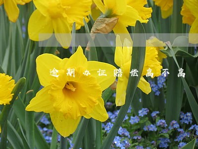 逾期办证赔偿高不高 逾期办证赔偿高不高