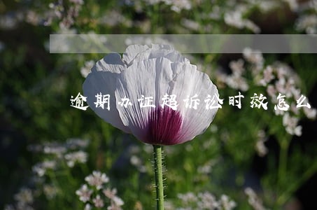 逾期办证超诉讼时效怎么办 逾期办证超诉讼时效怎么办