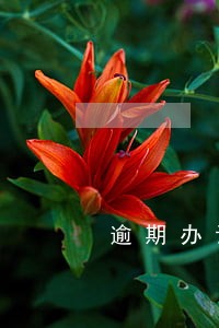 逾期办证违约金封顶案例 逾期办证违约金封顶案例