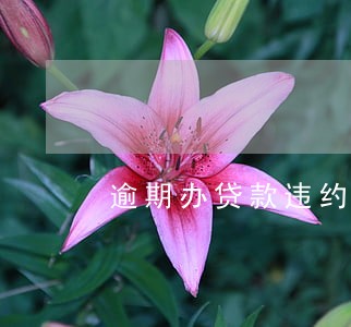 逾期办贷款违约金 逾期办贷款违约金