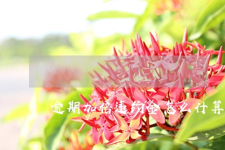 逾期加倍违约金怎么计算 逾期加倍违约金怎么计算