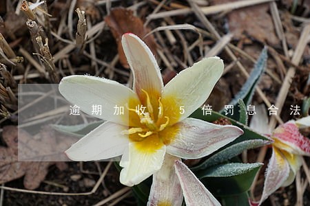 逾期加收15倍罚息合法吗 逾期加收15倍罚息合法吗
