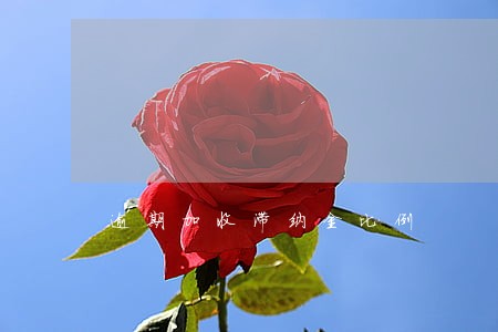 逾期加收滞纳金比例 逾期加收滞纳金比例