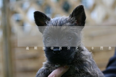逾期加收百分之50罚息的规定