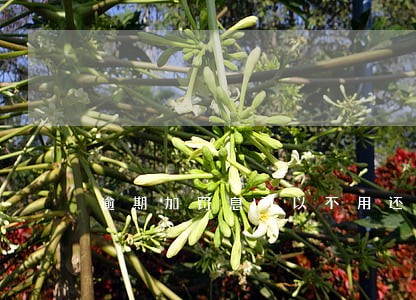 逾期加罚息可以不用还吗 逾期加罚息可以不用还吗