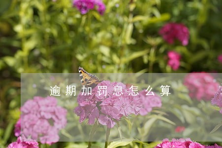 逾期加罚息怎么算 逾期加罚息怎么算