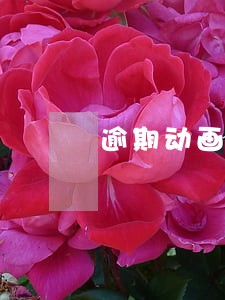 逾期动画图片 逾期动画图片