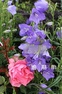 逾期助学贷款利息如何计算 逾期助学贷款利息如何计算