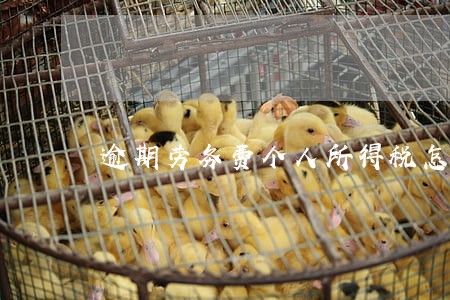 逾期劳务费个人所得税怎样申报 逾期劳务费个人所得税怎样申报