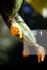 逾期十个还能下款吗 逾期十个还能下款吗