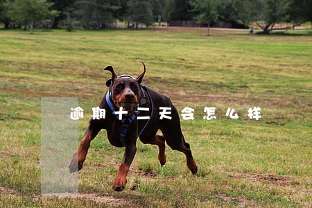逾期十二天会怎么样 逾期十二天会怎么样