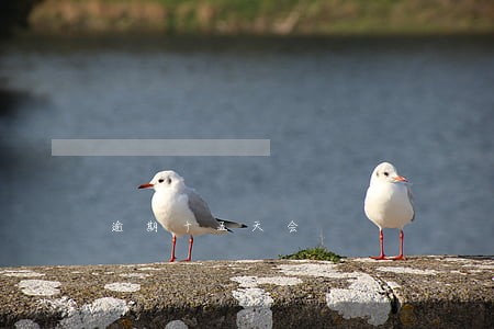 逾期十五天会 逾期十五天会