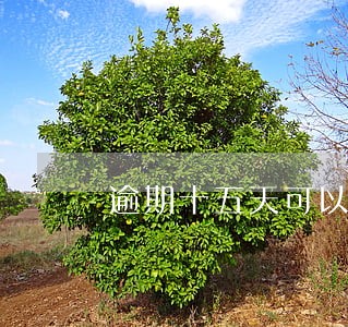 逾期十五天可以被要求还全款吗 逾期十五天可以被要求还全款吗