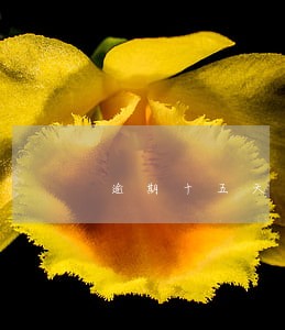 逾期十五天备用金什么后果 逾期十五天备用金什么后果