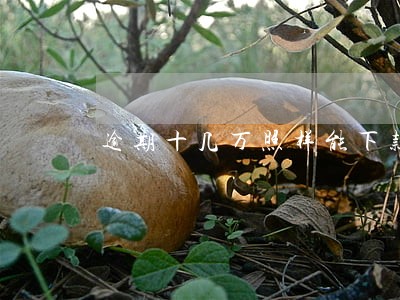 逾期十几万照样能下款