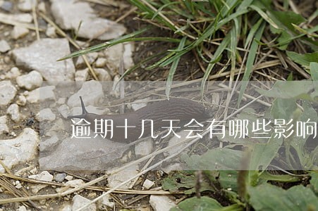 逾期十几天会有哪些影响