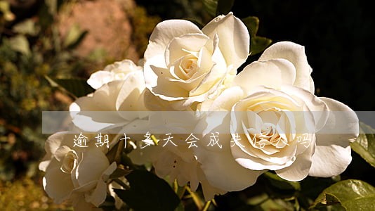 逾期十多天会成失信人吗
