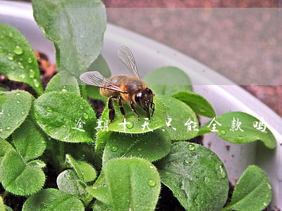 逾期十天只能全款吗