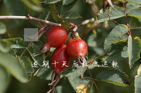 逾期十天后最低还款 逾期十天后最低还款